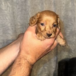 Stormy - Red female Dachshund puppy in Conway, Missouri from Ozark Mountain Kennel