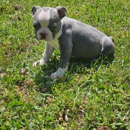 BLUE - Blue male Boston Terrier puppy in Anderson, South Carolina from Lola’s House of Bostons & Rescue