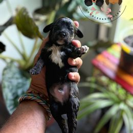 Zoomer - Black white and tan male Cockapoo puppy in Indiahoma, Oklahoma from Diva's  Poodle and Doodles