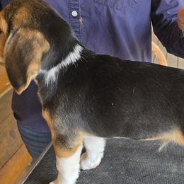 Beagles from Bullock 's Beagles