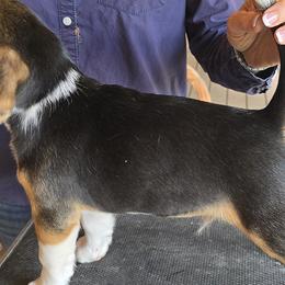 Beagles from Bullock 's Beagles