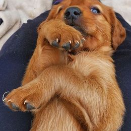 Golden Retriever Puppies from Carolina's Goldcountry  Kennel