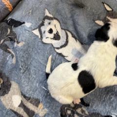 Girl 1 - female Newfypoo puppy in San Antonio, Texas from Mammoth Doodles