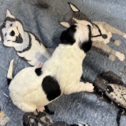 Girl 1 - female Newfypoo puppy in San Antonio, Texas from Mammoth Doodles