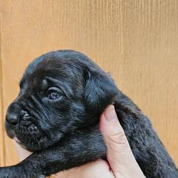 Purple Collar Female - Black brindle female Cane Corso puppy in Lewistown, Montana from Corsi Amore Kennels