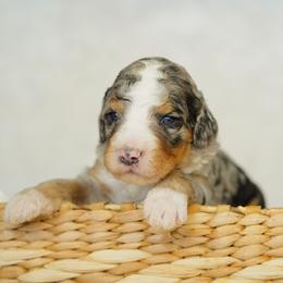 Maverick - Blue merle male Bernedoodle puppy in Spokane, Washington from Lilac City Doodles