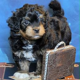 Beau - Red sable male Havanese puppy in Salt Lake City, Utah from Steal Your Heart Havanese