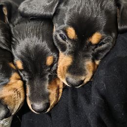 Dachshunds from Jessica Engleman