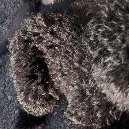 Cockapoos, Goldendoodles, and Poodles from Graceful Doodles and Poodles LLC