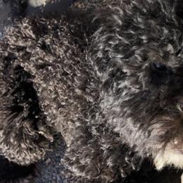 Cockapoos, Goldendoodles, and Poodles from Graceful Doodles and Poodles LLC