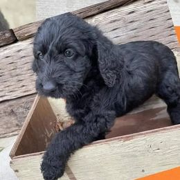 Labradoodles from Hillsborough Happy Tails