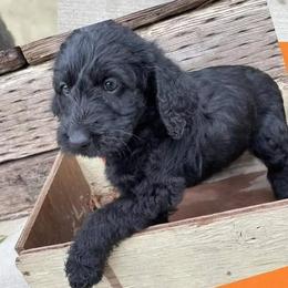 Labradoodles from Hillsborough Happy Tails