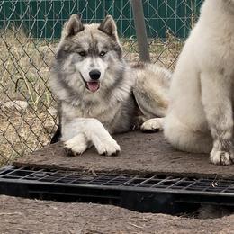 Dante - Siberian Husky