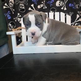 Boy 1 - Blue male American Staffordshire Terrier puppy in Lawrenceville, Georgia from Celtic Amstaffs