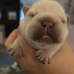 French Bulldog Puppies from Diamond Dreams French Bulldogs