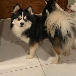 Mavic  - Pomsky