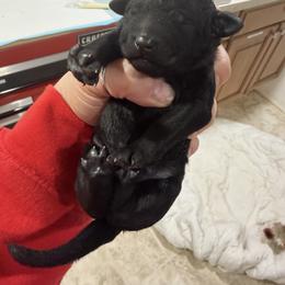 Puddin' - Black female Poodle puppy in Salmon, Idaho from Stunningly Sweet Standards