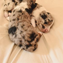Aussiedoodle, Australian Labradoodle, Bernedoodle, and Golden Retriever Puppies from Golden Light Puppies