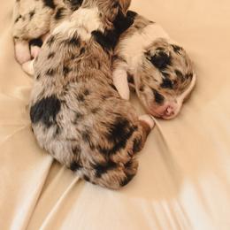 Aussiedoodle, Australian Labradoodle, Bernedoodle, and Golden Retriever Puppies from Golden Light Puppies