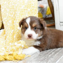 Miniature Australian Shepherd and Toy Australian Shepherd Puppies from Magnolia Hills Farm