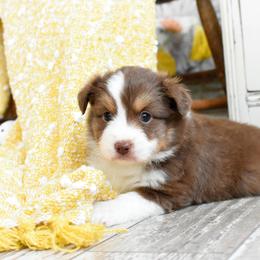 Miniature Australian Shepherd and Toy Australian Shepherd Puppies from Magnolia Hills Farm