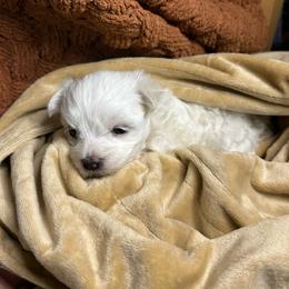 Sissy - White female Maltese puppy in Clover, South Carolina from Cudi’s Buddies