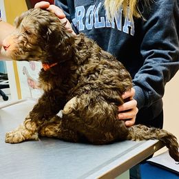 Australian Labradoodle Puppies from High Mist Mountain Australian Labradoodles
