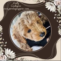 Cavapoo, Cockapoo, Goldendoodle, and Maltipoo Puppies from Perdue Puppies