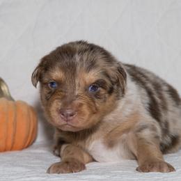 David Bowie - Red merle male Australian Shepherd puppy in Bristol, New Hampshire from NewFound Lake Aussies