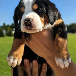 Light Blue Girl, Freedom - Black, white and red female Greater Swiss Mountain Dog puppy in Edinboro, Pennsylvania from Greater Swiss of Whitetail Acres