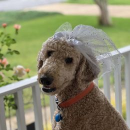 Rosie - Labradoodle
