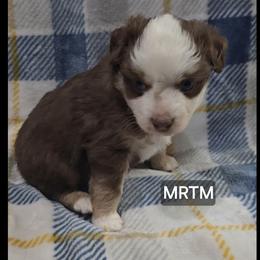 Boy 1 - Red tri male Miniature Australian Shepherd puppy in Bend, Oregon from Badlands Toy and Mini Aussies