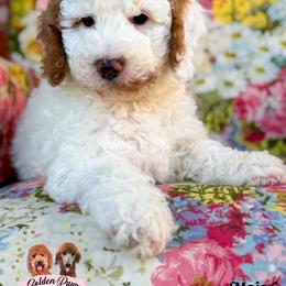 Major - male Bernedoodle puppy in Clinton, Oklahoma from Golden Paws Fur Babies
