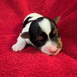 Biewer Terrier Puppies from Dawn McDonald