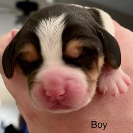 Boy 1 - Beagle puppy in Woodstock, Georgia from Penny Lane Beagles and AKC and Champion bloodline