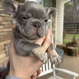 French Bulldog Puppies from Frenchiesbysouthernbell