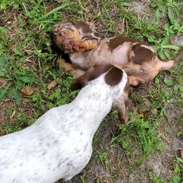 Dachshund Puppies from Newbern's Nuggets