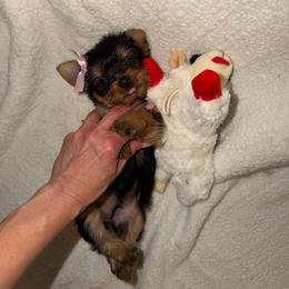Girl 1 - Black and tan female Yorkshire Terrier puppy in Chino Hills, California from Chino Hills Yorkies