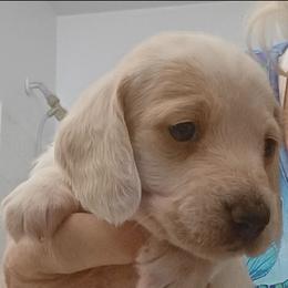 Shawn - Cream male Dachshund puppy in Pahrump, Nevada from Heaven Sent Doxies
