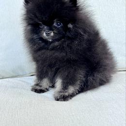 Squish - Black male Pomeranian puppy in Canandaigua, New York from Fingerlakes Pomeranians