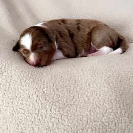 Aussiedoodle Puppies from A Dose Of Doodle