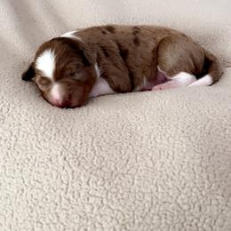 Aussiedoodle Puppies from A Dose Of Doodle