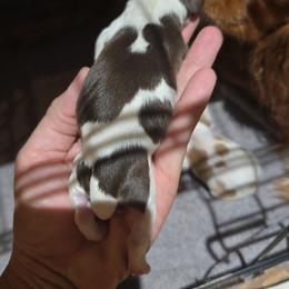 Boy 1 - Chocolate male Cavalier King Charles Spaniel puppy in Wimberley, Texas from Amazing AKC Puppies