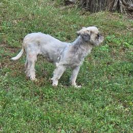 Cloey - Shih Tzu