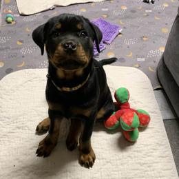 Pippa - Black and mahogany female Rottweiler puppy in Birmingham, Alabama from K&B Rotts