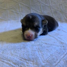 Pembroke Welsh Corgi Puppies from Gold Country Pups