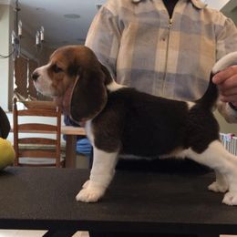 Beagle Puppies from Nor'easter