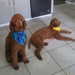 Poodles from Jiny's Red Standard Poodles