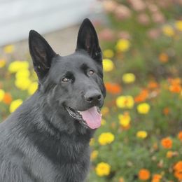 Thor - German Shepherd