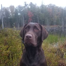 Boy 3 - Chocolate male Labrador Retriever puppy in Berlin Township, Michigan from Fritz Pointing Labs